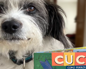 Cucú perros y gatos